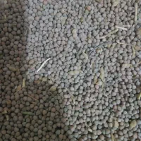 گاودانه بو جاری شده|عمده‌فروشی|شراء, |دیوار