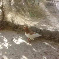 معاوضه کفتر|پرنده|سپیدان, |دیوار