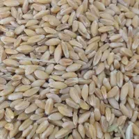 گندم بوجاری شده بذری دیم