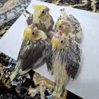 عروس هلندی سینامون کله زرد و ترکیبی لوتینو ۲۰ روزه