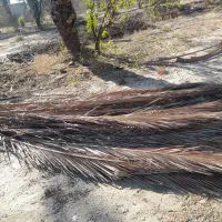 فروش برگ درخت نخل (پیش نخل)