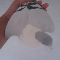 کفتر ساده امری