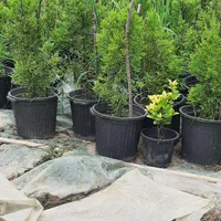 شمشاد طلایی لاوسون سیکاس گل کاغذی|خدمات باغبانی و درختکاری|آمل, |دیوار