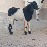 فروش دو بز نر و ماده جوان