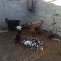 ۲راس بزه زائده با ۴ بزغاله|حیوانات مزرعه|تربت جام, جامرود|دیوار