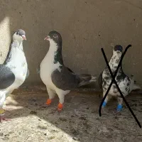 پرشی بشرط چاقو|پرنده|قزوین, |دیوار