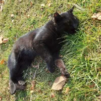 گربه مشکی پیدا شده