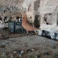 کبوتر|پرنده|شوشتر, |دیوار