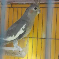 دوعدد عروس هلندی ماده طوسی|پرنده|رشت, ولکس|دیوار