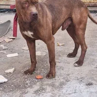 سک پیت بول|سگ|اصفهان, ارداجی|دیوار