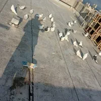 فروشی|پرنده|مشگین شهر, |دیوار