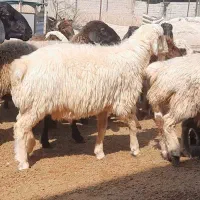 بره پرواری|حیوانات مزرعه|بهبهان, |دیوار