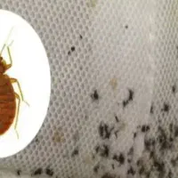 سم پاشی منزل تخصصی