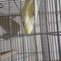 فروش مادع|پرنده|نقده, |دیوار