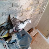 کفتر|پرنده|تربتحیدریه, طالقانی|دیوار