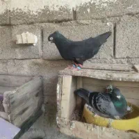 جفت زاغ باجوجه