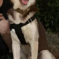 واگذاری سگ نگهبان