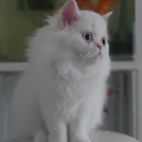 گربه پرشین نر سوپرفلت