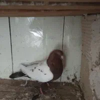 کبوتر .|پرنده|نهبندان, |دیوار