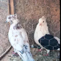 کفتر دوکت|پرنده|گرمسار, |دیوار