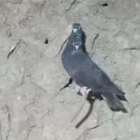 کاشانی و زاغ