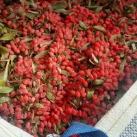 خریدار زرشک نقد