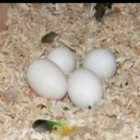 تخم نطفه دار طوطی سانان