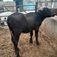 فروش با تخفیف ویژه  ۱۰ راس گوساله گاومیش ماده