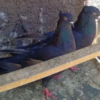 کفتر جفت زاغ کاکلی