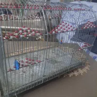 قفس محکم تزئین شده درحد نو