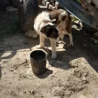 سگ گوسفندی