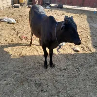 گوساله نر