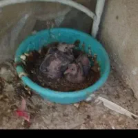 کفتر نرو ماده با جفت و ۱عدد کفتر نر|پرنده|پاکدشت, پاکدشت (مامازند)|دیوار