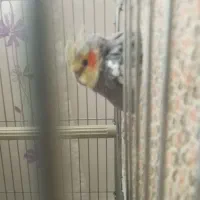 عروس هلندی مولد|پرنده|بروجرد, |دیوار