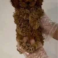 تاینی توی پودل و پودل وارداتی|سگ|تهران, فرحزاد|دیوار