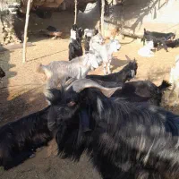 کهر|حیوانات مزرعه|جره و بالاده, |دیوار