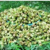 کار در ترکیه خانم اقا فوری