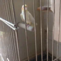 عروس هلندی|پرنده|ری, شهرک نظامی|دیوار