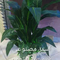 گل سرای بهشت. آخر مولوی جنوبی نبش شبنم