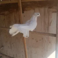 کفتر|پرنده|قم, سرحوض|دیوار