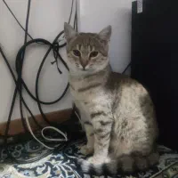 واگذاری گربه خانگی