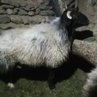 قوچ افشاری درجه یک