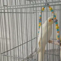 عروس هلندی لوتینیو جوجه آماده یادگیری