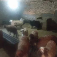 ۸راس بره ماده