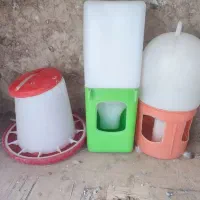 کبوتر 4عدد کفس|پرنده|قیروکارزین, |دیوار