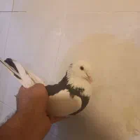 کبوتر گرفتنی