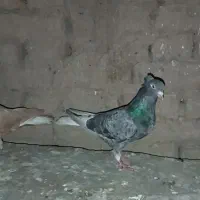 نرماده|پرنده|قلندر آباد, |دیوار