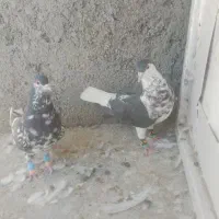 کبوتر چپ وساده افشون جفتگاه