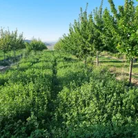 نیاز به کارگر جهت ابیاری یونجه