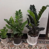 سبز لباس|کفش و لباس بچه|بندر دیر, |دیوار